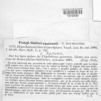 Rhynchostoma julii image